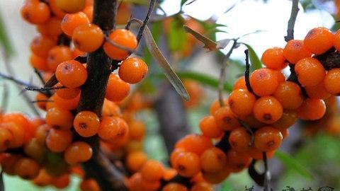 沙棘果冷冻了应该怎么吃呀,一次吃多少,我的果是新鲜的