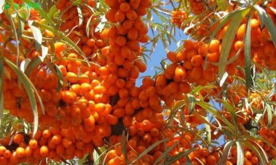 沙棘能冷藏吗,自己摘沙棘果冷冻影响质量吗?