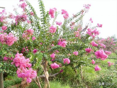 能开花的树种有哪些(这些火遍7月的观赏树种)