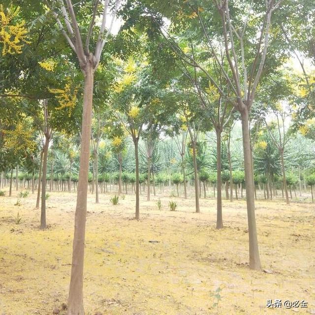 能开花的树种有哪些(这些火遍7月的观赏树种)(2)