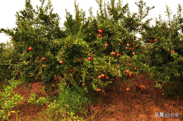能开花的树种有哪些(这些火遍7月的观赏树种)(3)