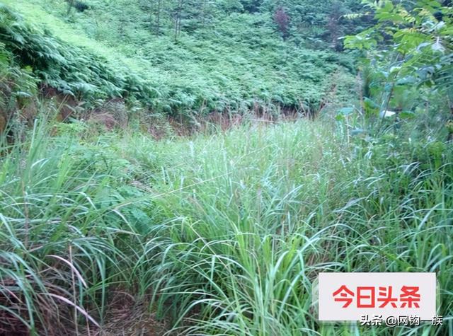 大连海边钓鱼攻略（记录大连钓鱼人勇闯江南原始森林）(15)