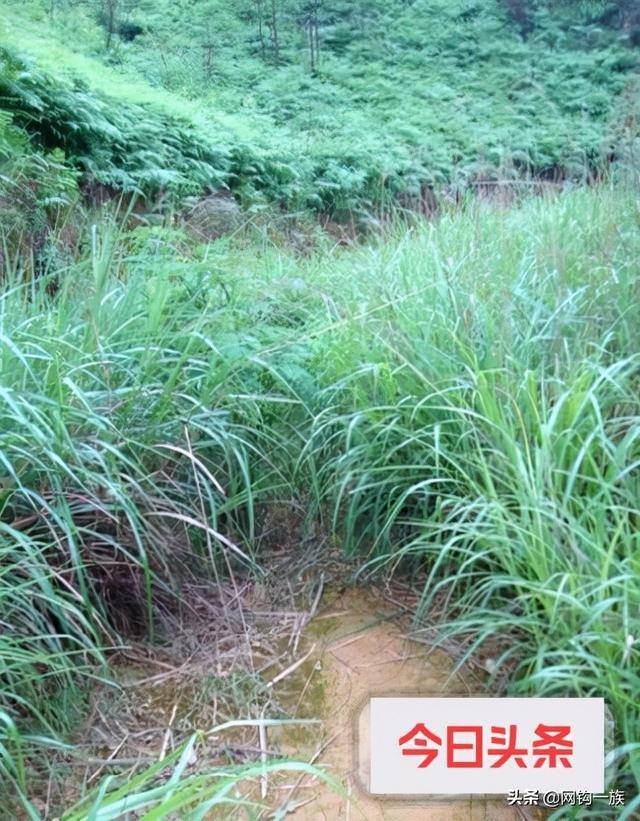 大连海边钓鱼攻略（记录大连钓鱼人勇闯江南原始森林）(14)