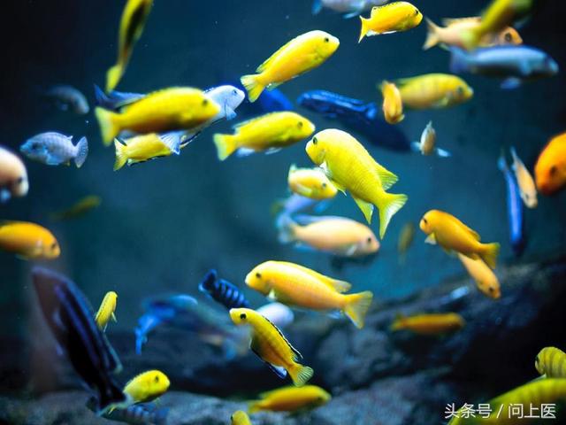 降胆固醇最好的办法(19种靠谱方法都在这)(4)