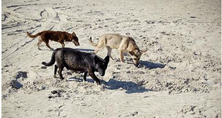 保护流浪狗的宣传语,不要随意丢弃流浪狗的宣传语图5