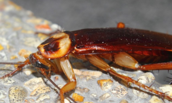 冬天会有蟑螂,冬天里会有蟑螂吗图1