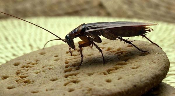 冬天会有蟑螂,冬天里会有蟑螂吗图3