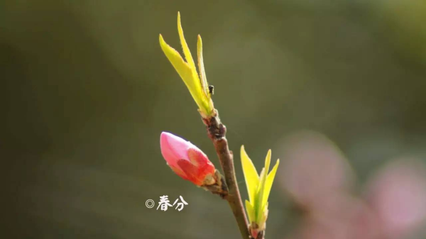 春分是立春,春分和立春什么区别图1