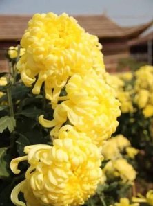 ​菊花的香味怎么形容，菊花的香味是怎样的？