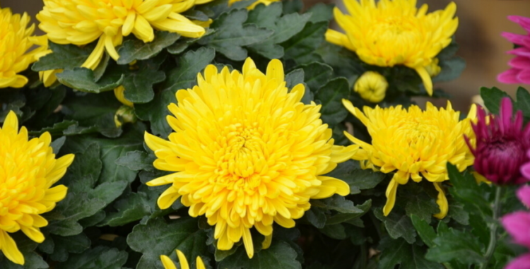 求描写菊花的香味的佳段