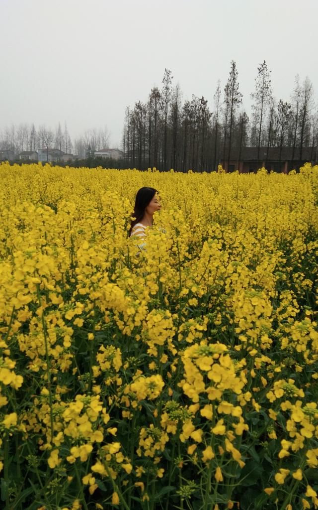 关于油菜花的唯美短句,关于油菜花的唯美句子20字?图3