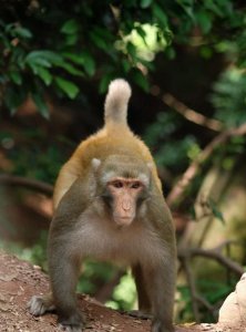 ​猴子能活多少年，猴子能活多少年？