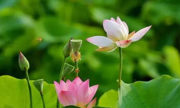 花中君子下一句是什么,花中君子后面四个字三年级图3