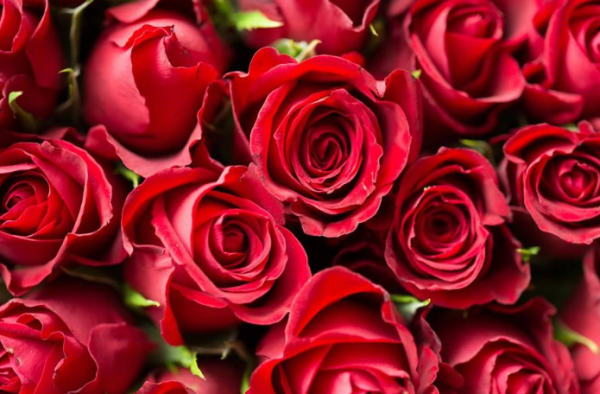 代表友谊的花要送多少朵,适合送好朋友的玫瑰图3