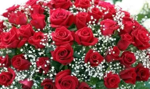 代表友谊的花要送多少朵,适合送好朋友的玫瑰图4