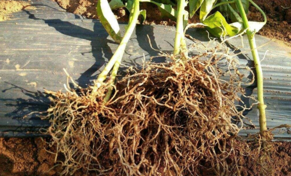 生根粉是什么成分有害,生根粉的作用是什么图6