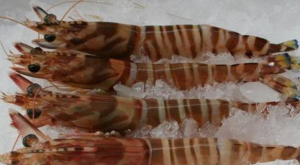 虾子隔夜放在冰箱里能吃,虾过夜了还能吃吗图1