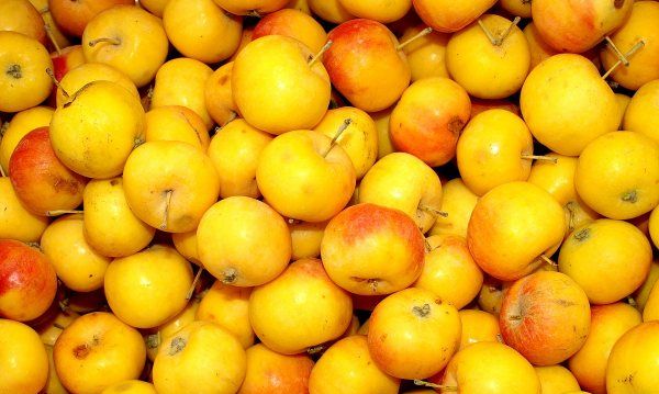 海棠果和沙果的区别,沙果和海棠果本质有什么区别呢图片图1