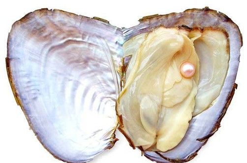 河蚌吃什么吃鸡蛋吗如果壳烈了一个缝怎么办啊!急