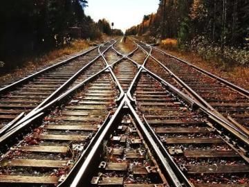 什么动物辨认方向的能力最好