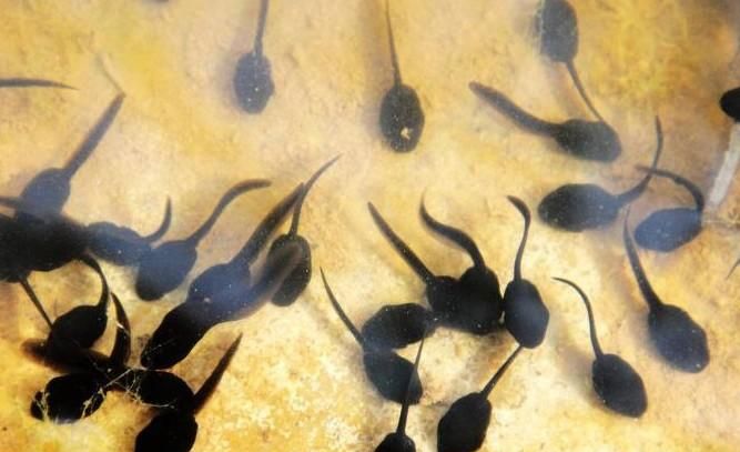 青蛙是什么样的动物