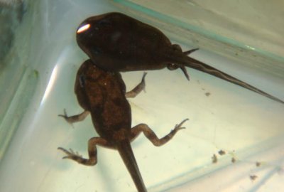 ​蝌蚪是什么动物，像蝌蚪一样的小虫子是什么动物？