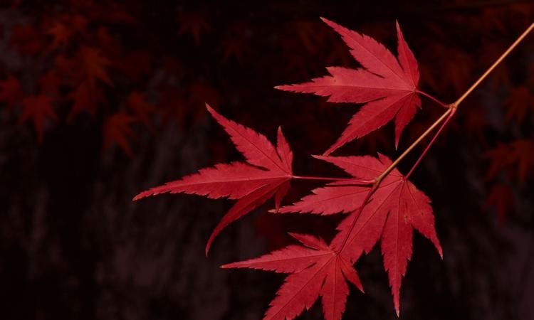 枫字五行属什么的意思