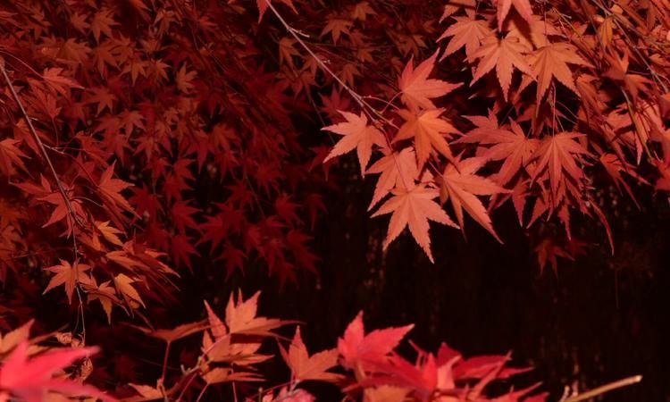 枫字取名含义是什么