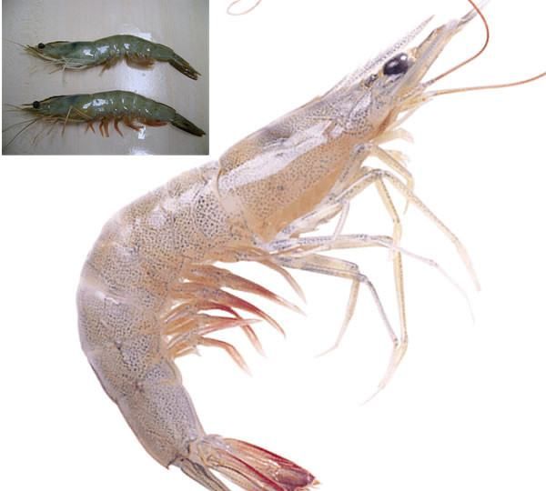 海虾的种类及图片,毒害种类和名称是什么?图14