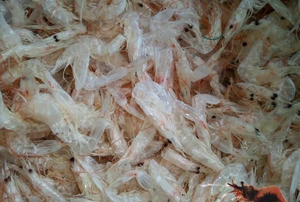 海虾的种类及图片,毒害种类和名称是什么?图8