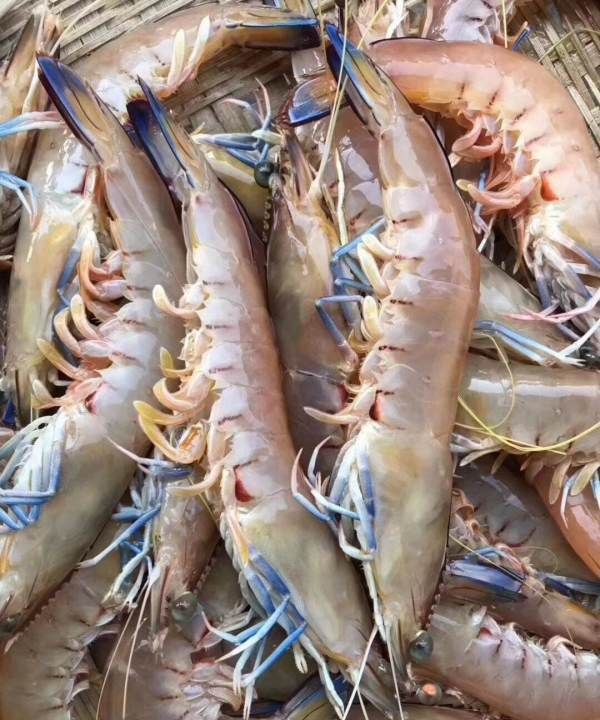 海虾的种类及图片,毒害种类和名称是什么?图21