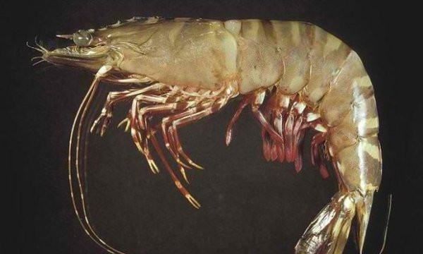 海虾的种类及图片,毒害种类和名称是什么?图5