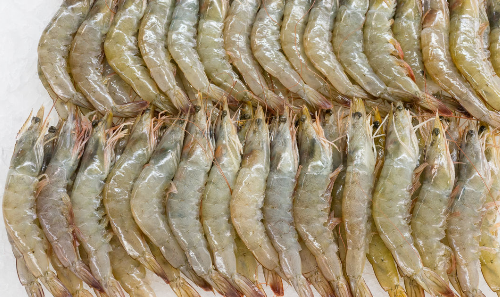 海虾的种类及图片,毒害种类和名称是什么?图24