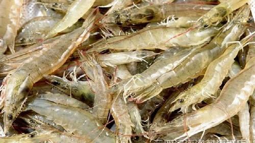 海虾的种类及图片,毒害种类和名称是什么?图11