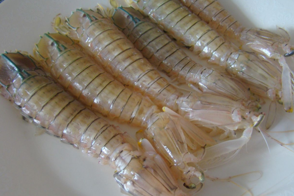 海虾的种类及图片,毒害种类和名称是什么?图29