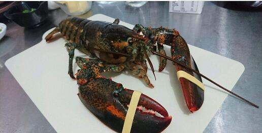 海虾的种类及图片,毒害种类和名称是什么?图16