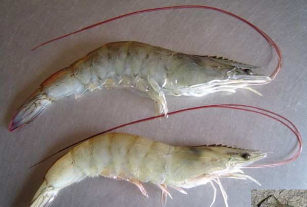 海虾的种类及图片,毒害种类和名称是什么?图9