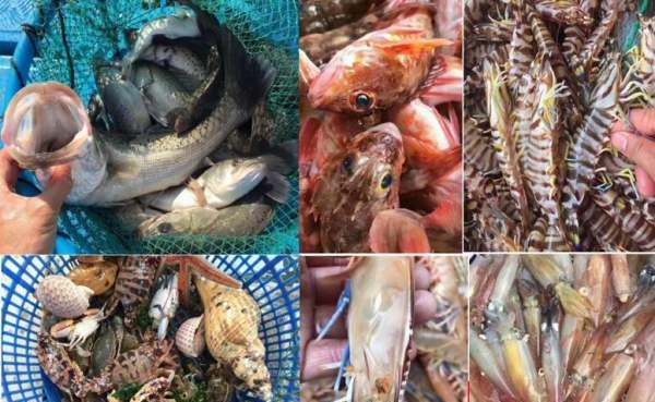 海虾的种类及图片,毒害种类和名称是什么?图23