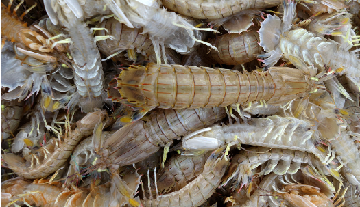 海虾的种类及图片,毒害种类和名称是什么?图26
