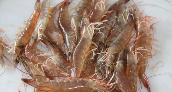 海虾的种类及图片,毒害种类和名称是什么?图13