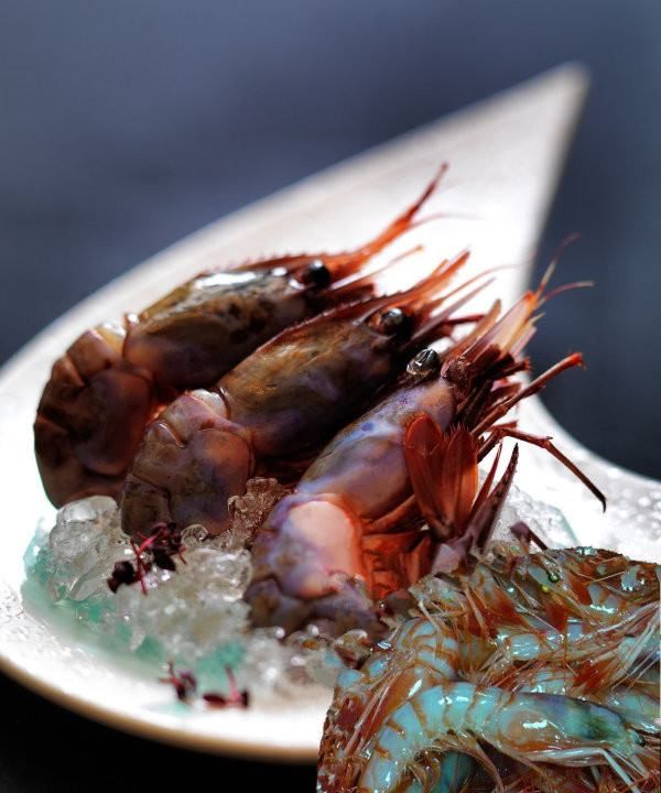 海虾的种类及图片,毒害种类和名称是什么?图19