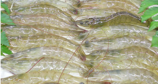 海虾的种类及图片,毒害种类和名称是什么?图28