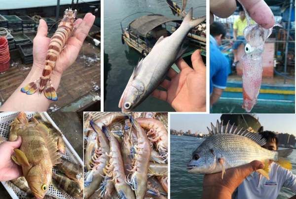 海虾的种类及图片,毒害种类和名称是什么?图22