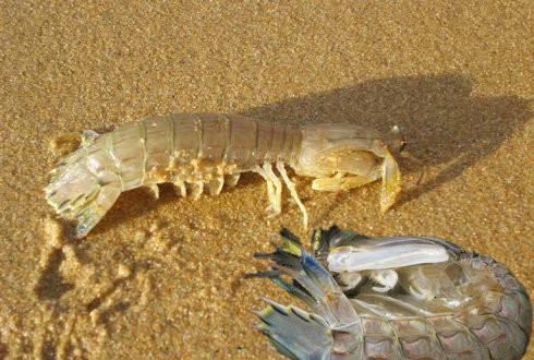海虾的种类及图片,毒害种类和名称是什么?图6