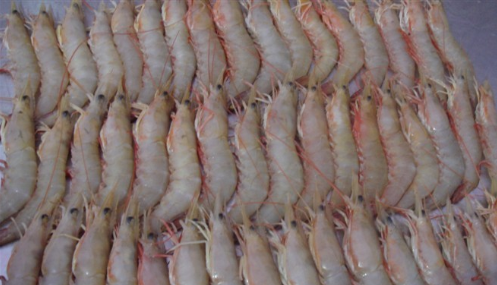 海虾的种类及图片,毒害种类和名称是什么?图25