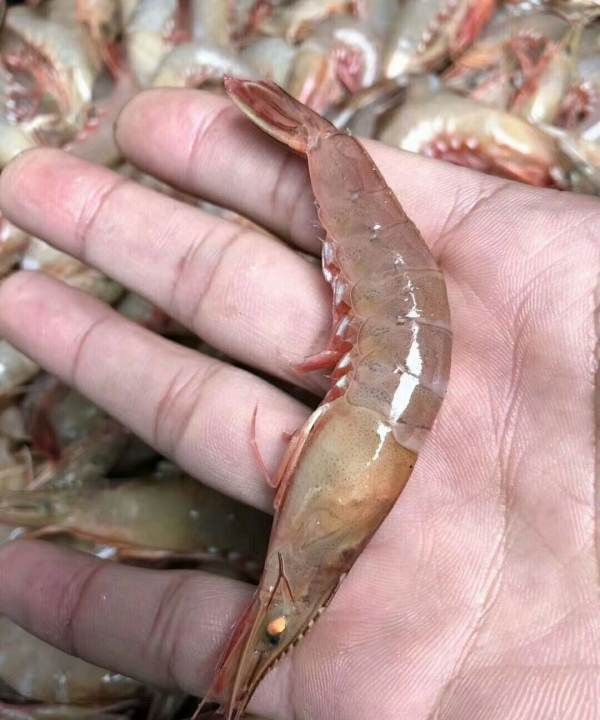 海虾的种类及图片,毒害种类和名称是什么?图20