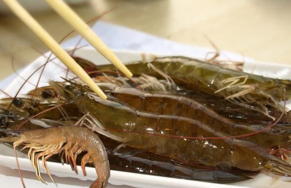 海虾的种类及图片,毒害种类和名称是什么?图7