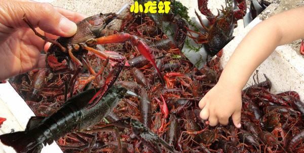 海虾的种类及图片,毒害种类和名称是什么?图17