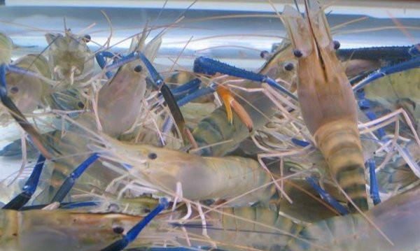海虾的种类及图片,毒害种类和名称是什么?图10