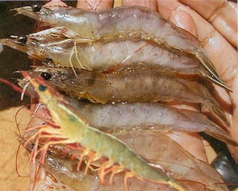 海虾的种类及图片,毒害种类和名称是什么?图4